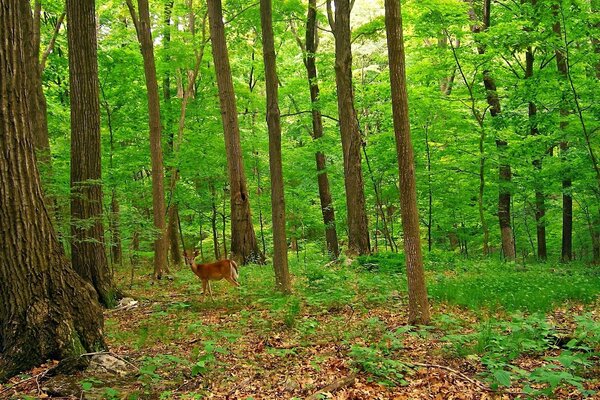 Petit cerf sur la lisière de la forêt