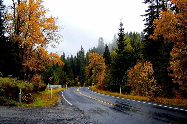 Tall Christmas trees and the road to the future in the autumn forest