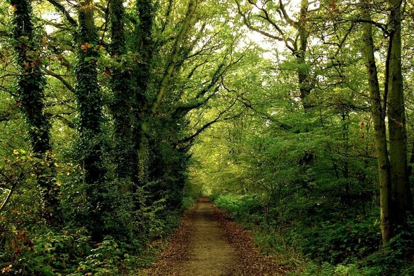 Dans la forêt fraîche d été se trouve la route