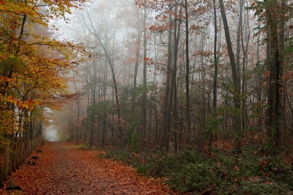 Paz en la niebla del bosque de otoño