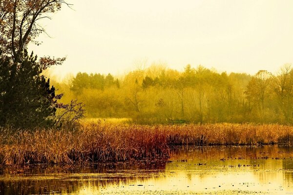 Paisaje del lago de otoño con cañas