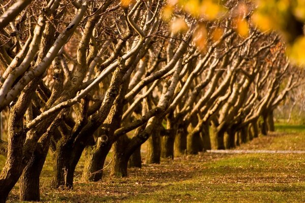 A row of autumn, leafless trees