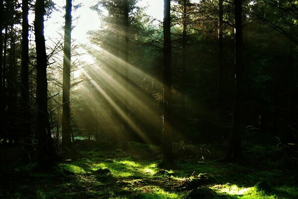 Matorrales oscuros en un bosque denso