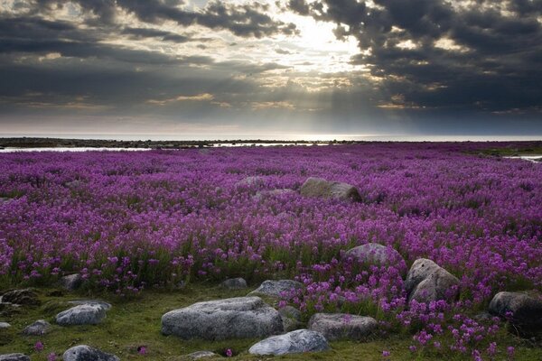 Sunset in a clearing with purple flowers