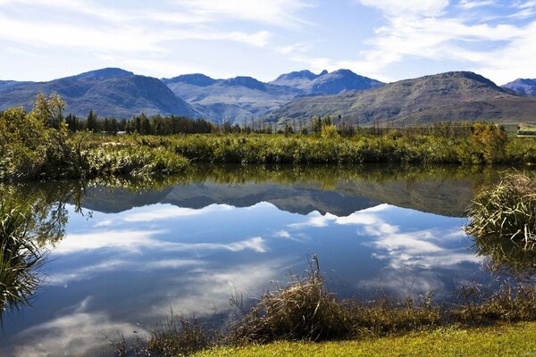 Imagen especular de la vida silvestre en el lago