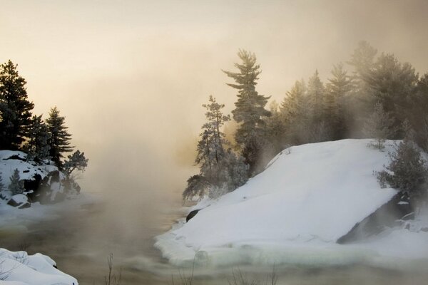 Nebbia fitta invernale nella foresta