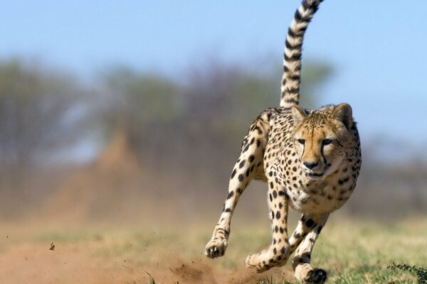 Velocità del predatore maculato in natura