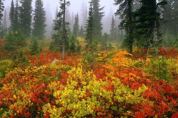 Lush crowns of spruce in the fog in autumn