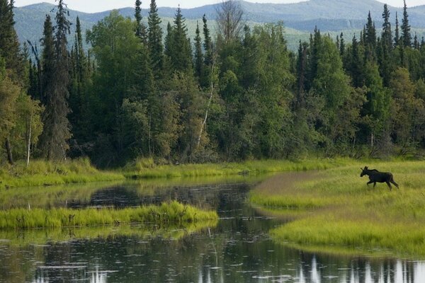 El alce en la naturaleza se apresura en sus negocios