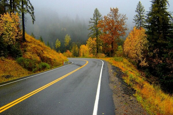 Camino lluvioso de otoño en el bosque