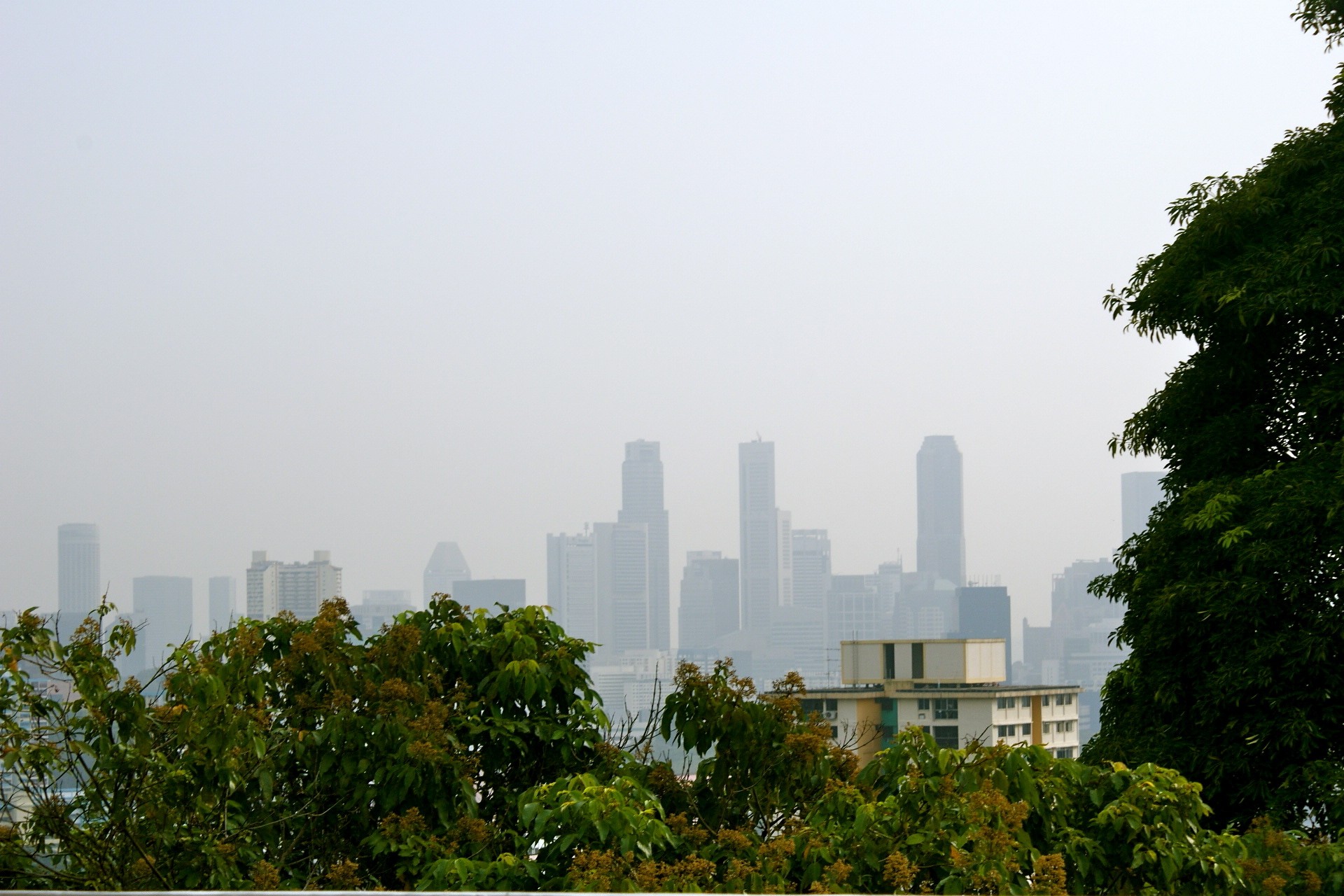 singapur bäume himmel