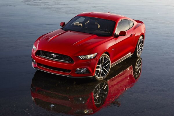 Roter Mustang auf nassem Boden