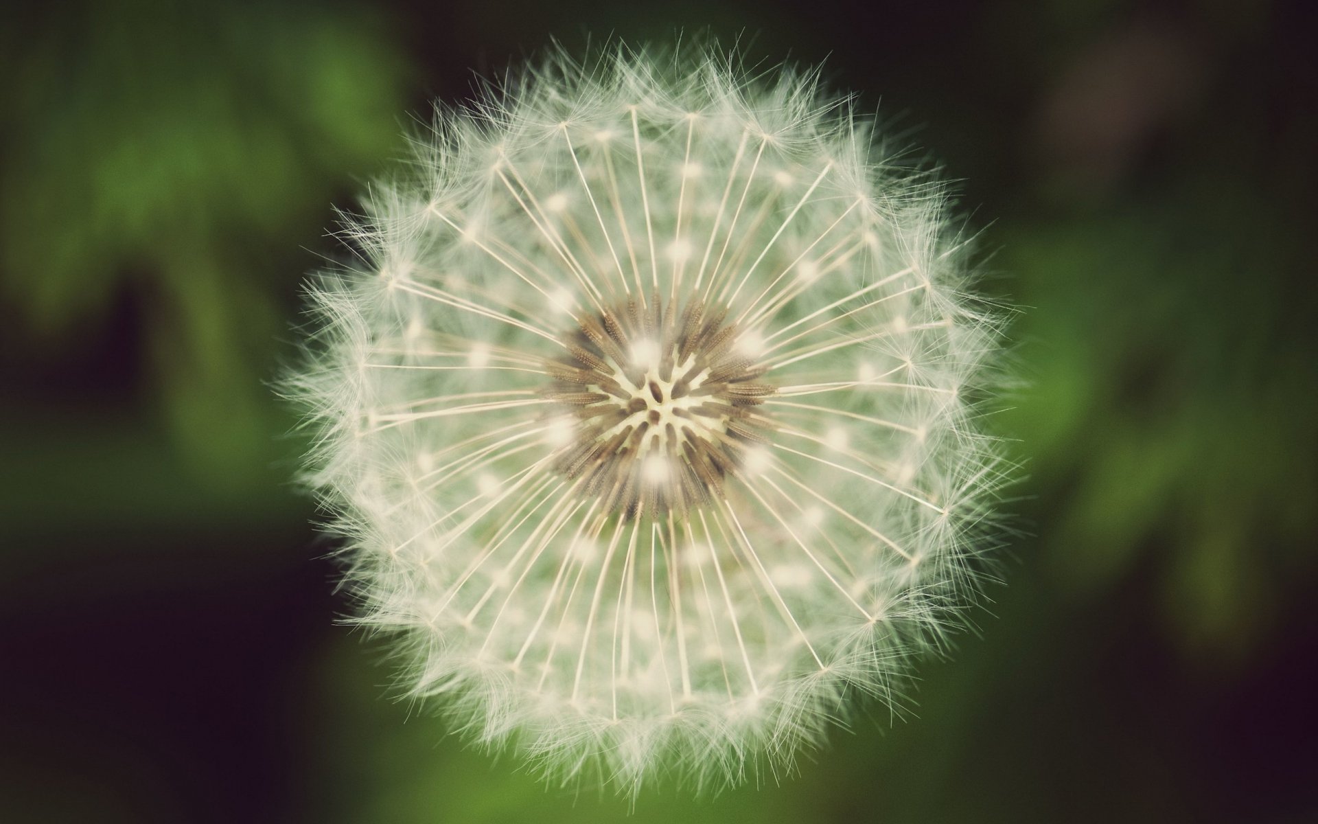 fiore lanuginoso fiori denti di leone bianco