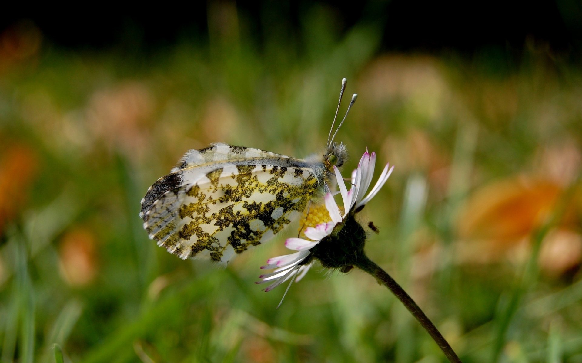 schöne flügel schmetterling gänseblümchen natur insekten tiere