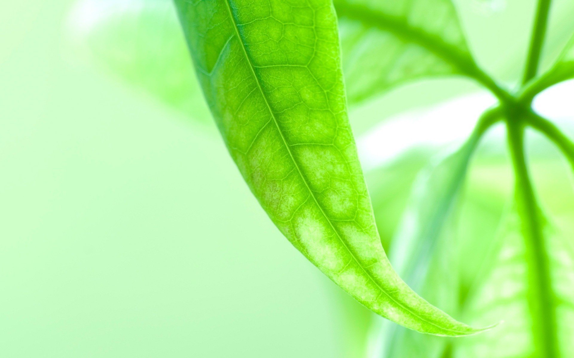 venas en una hoja hoja verde ramita verde