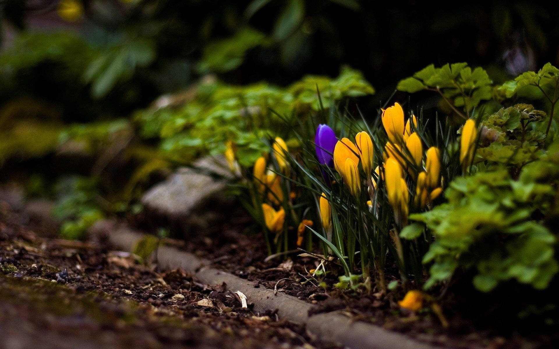 fleurs tulipes jaune feuilles