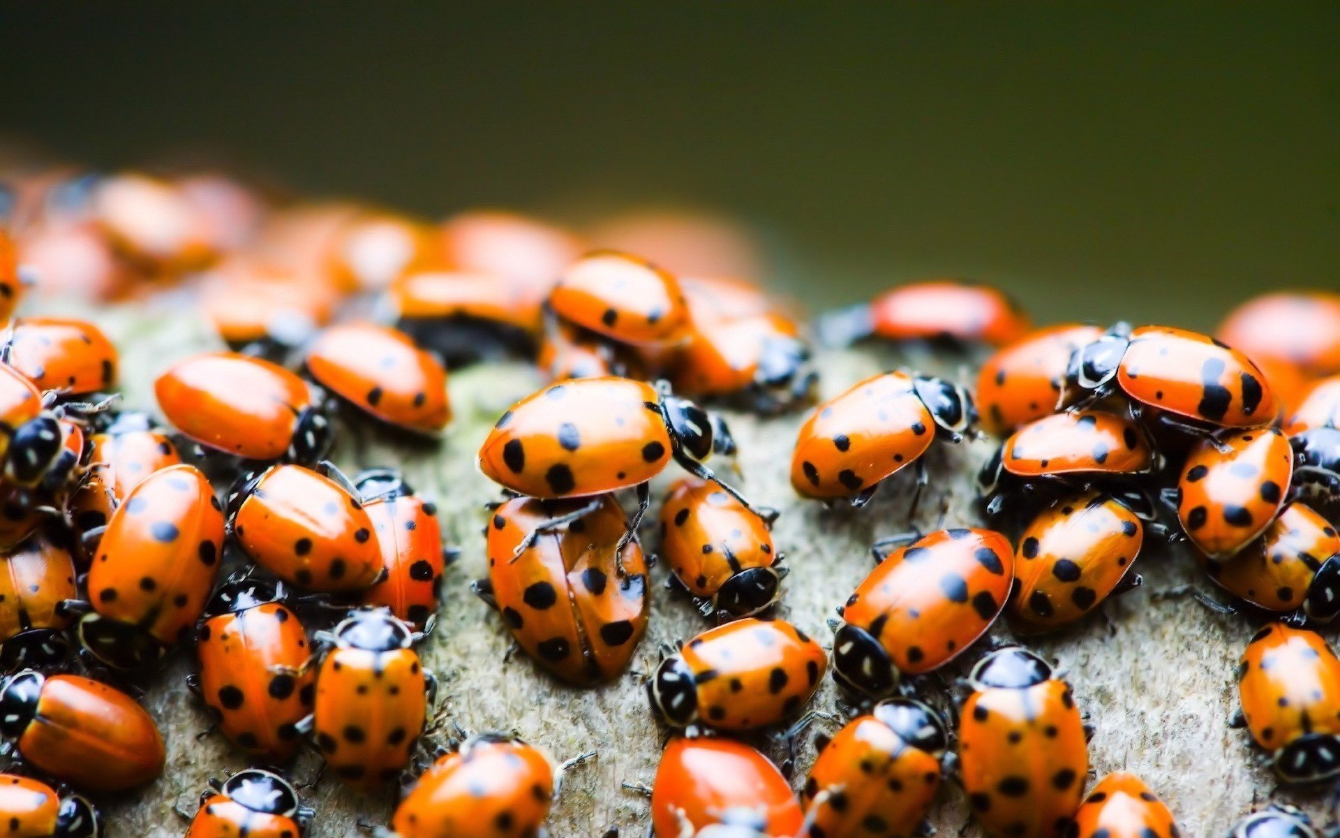 schienali gialli gregge coccinella insetti animali