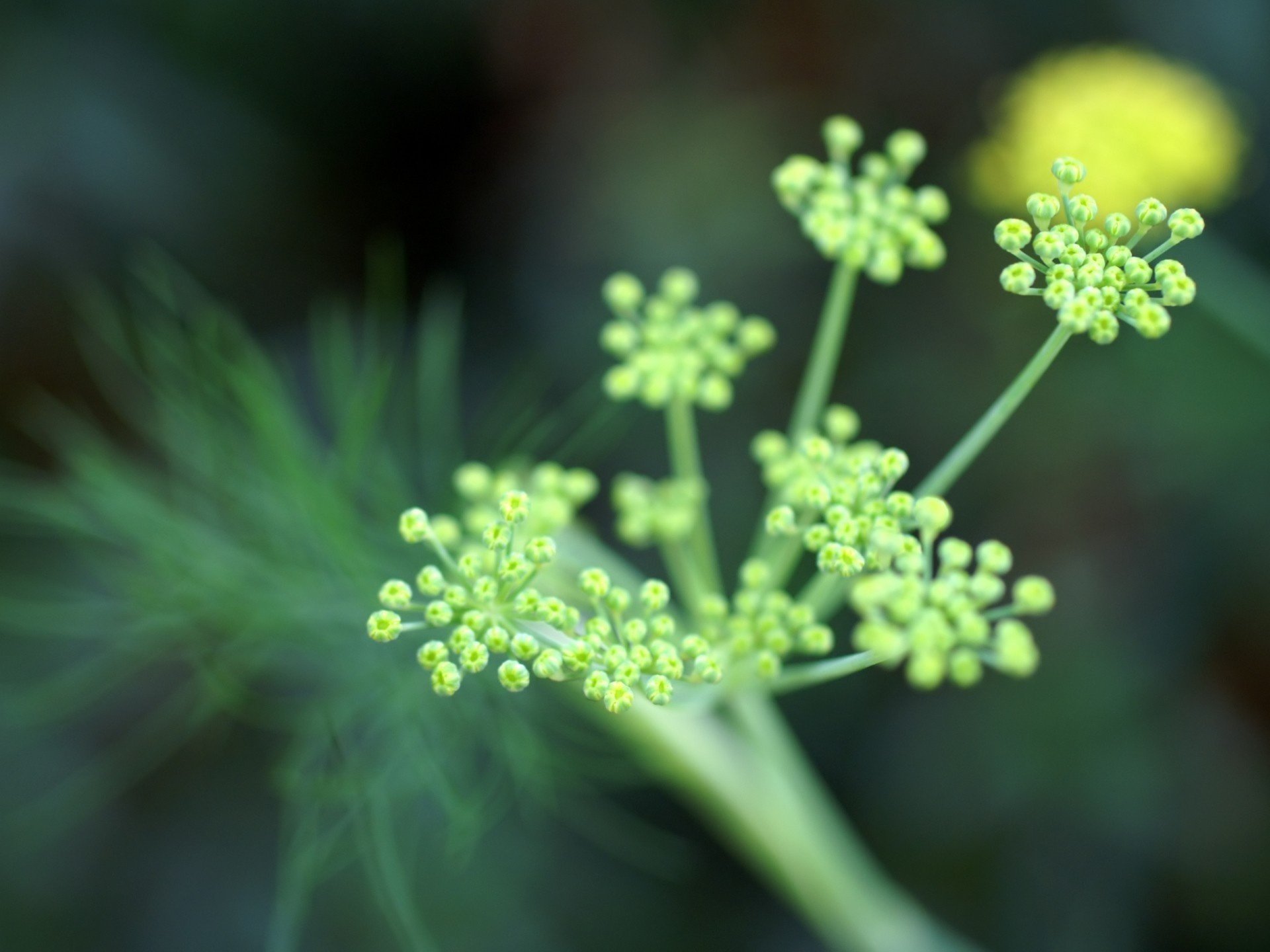 light color green grass bud