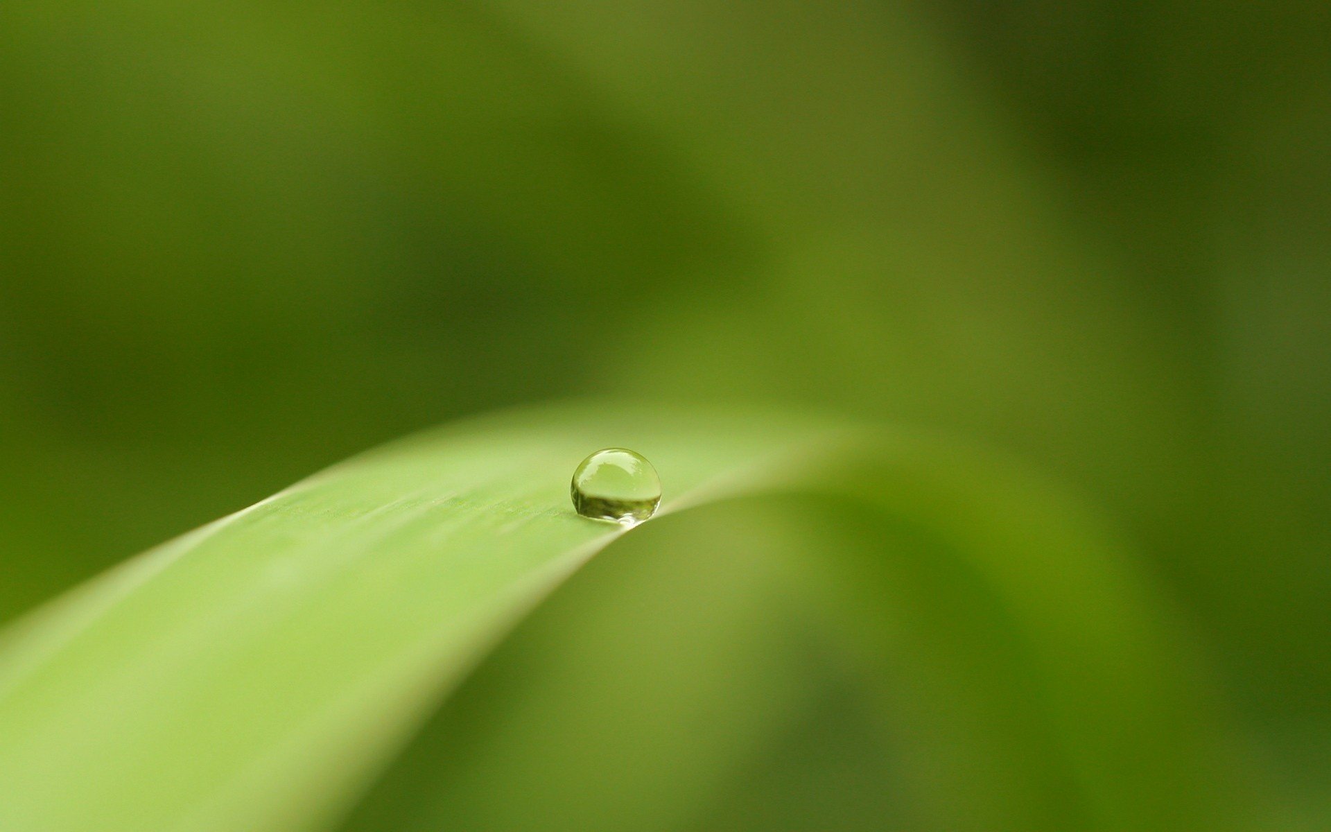 goutte solitaire verdure brin d herbe