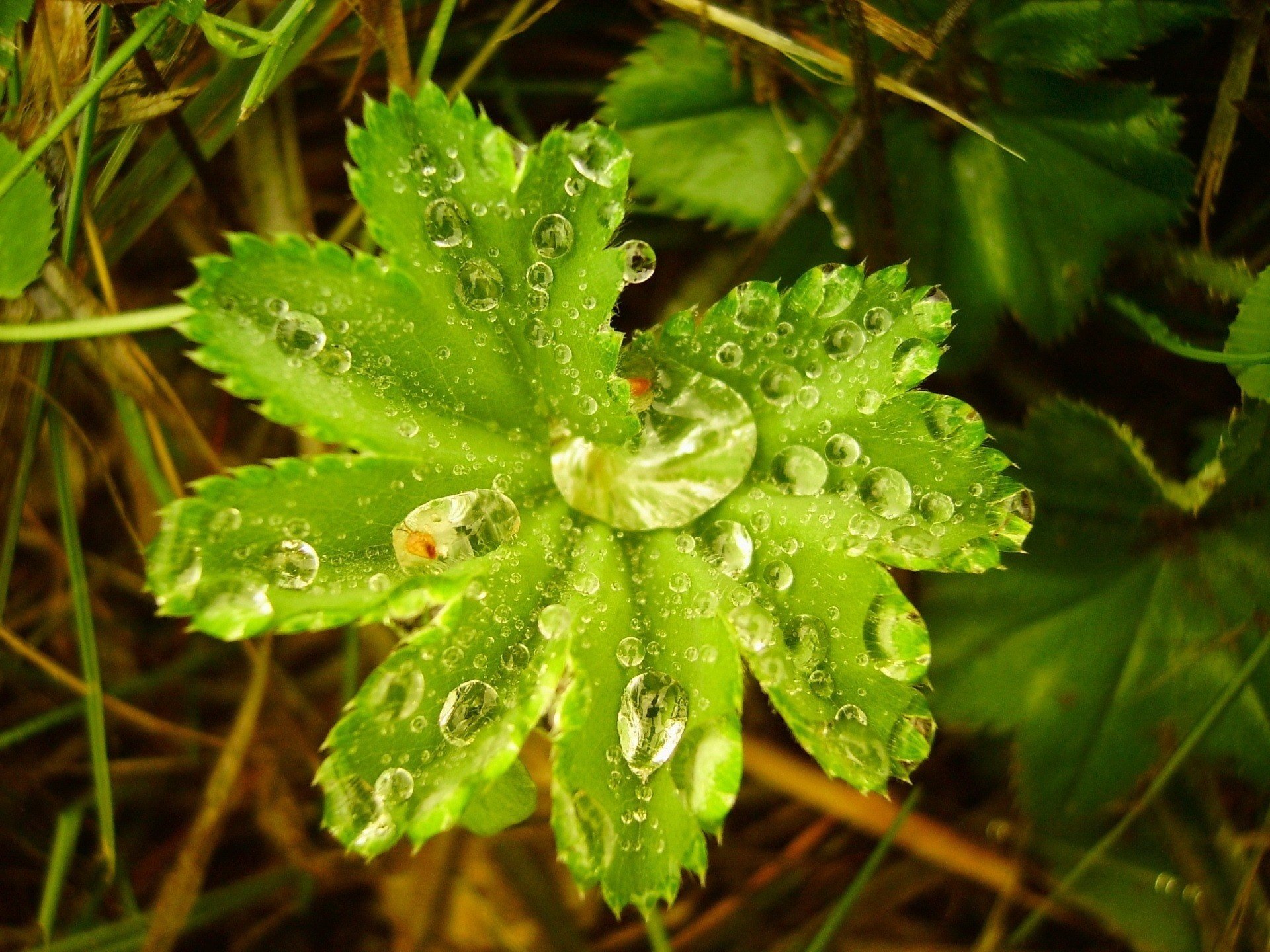 ein blatt eine blume wassertropfen grüns