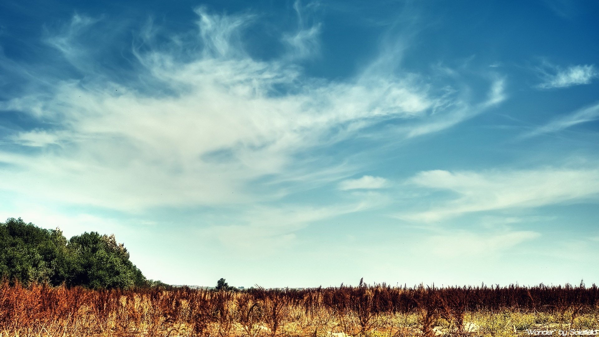 terra chiara cielo di cotone cespugli secchi cielo campo alberi sfondo