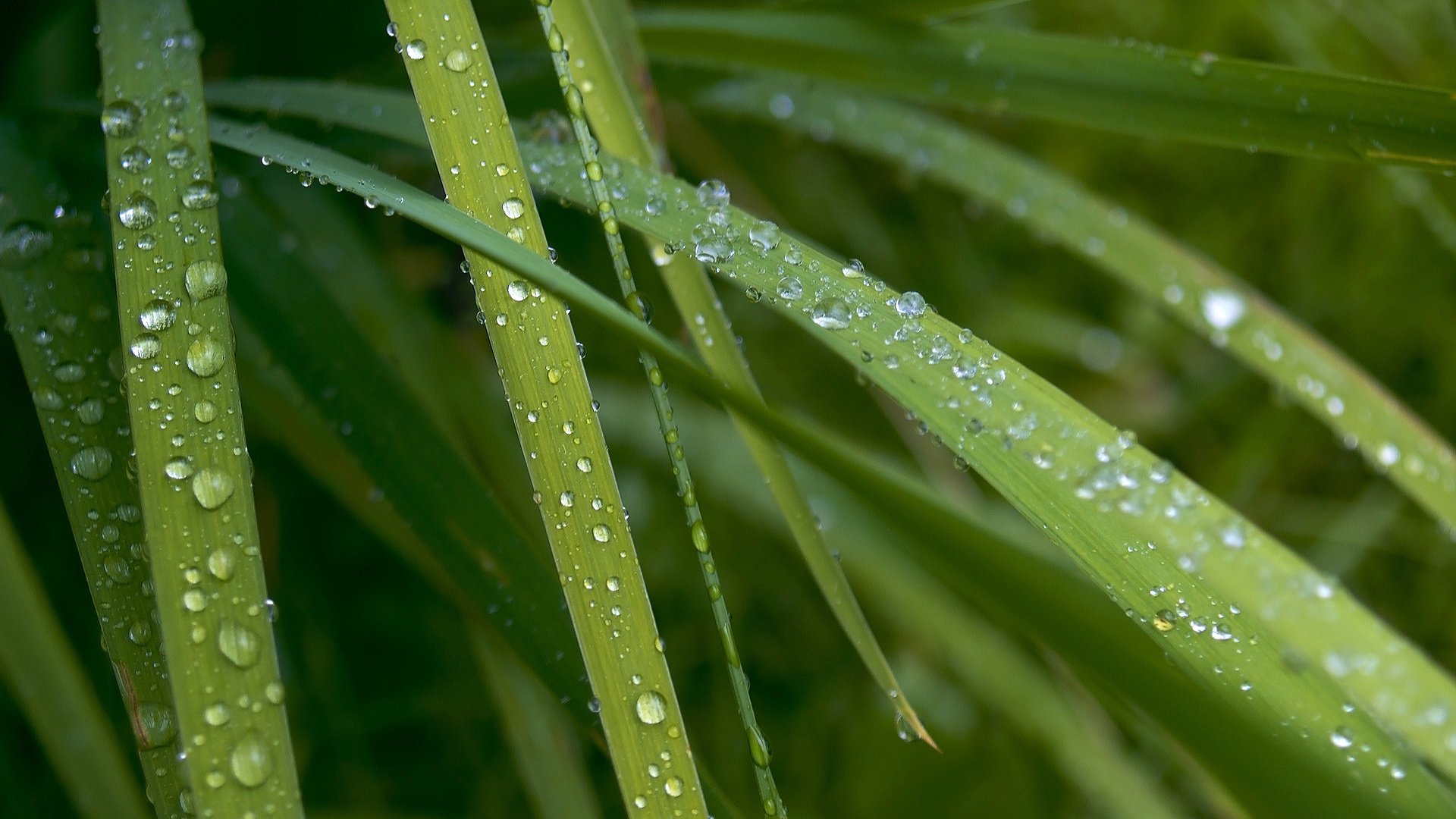 erba verde gocce di rugiada mattina verdi