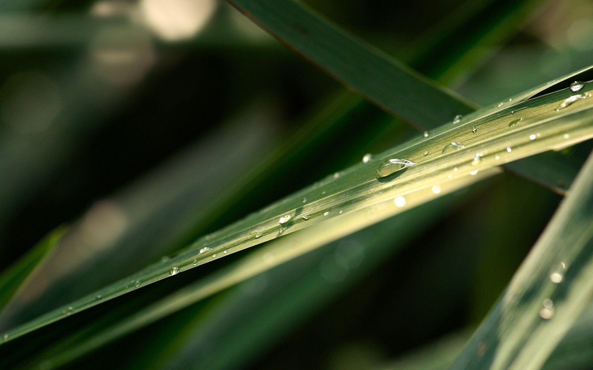 a blade of grass green droplets of water green