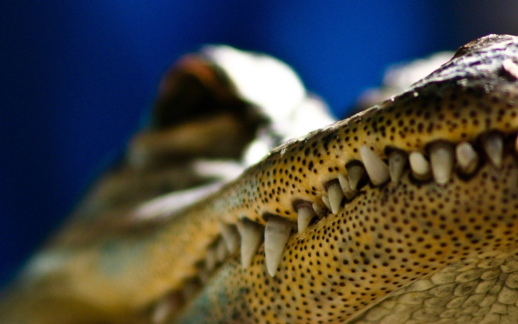 crocodile points noirs dents animaux prédateurs