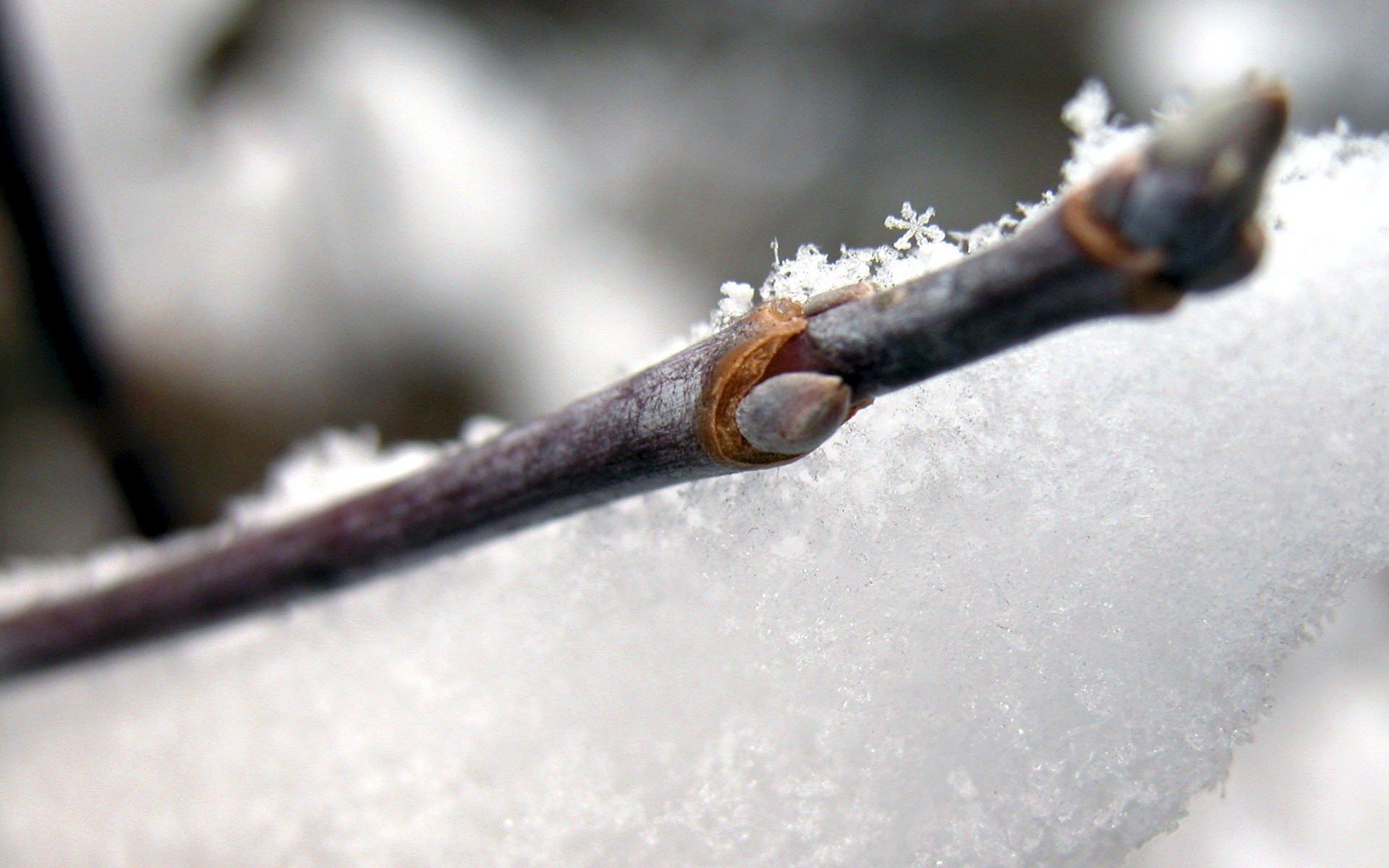 beaux flocons de neige neige brindille