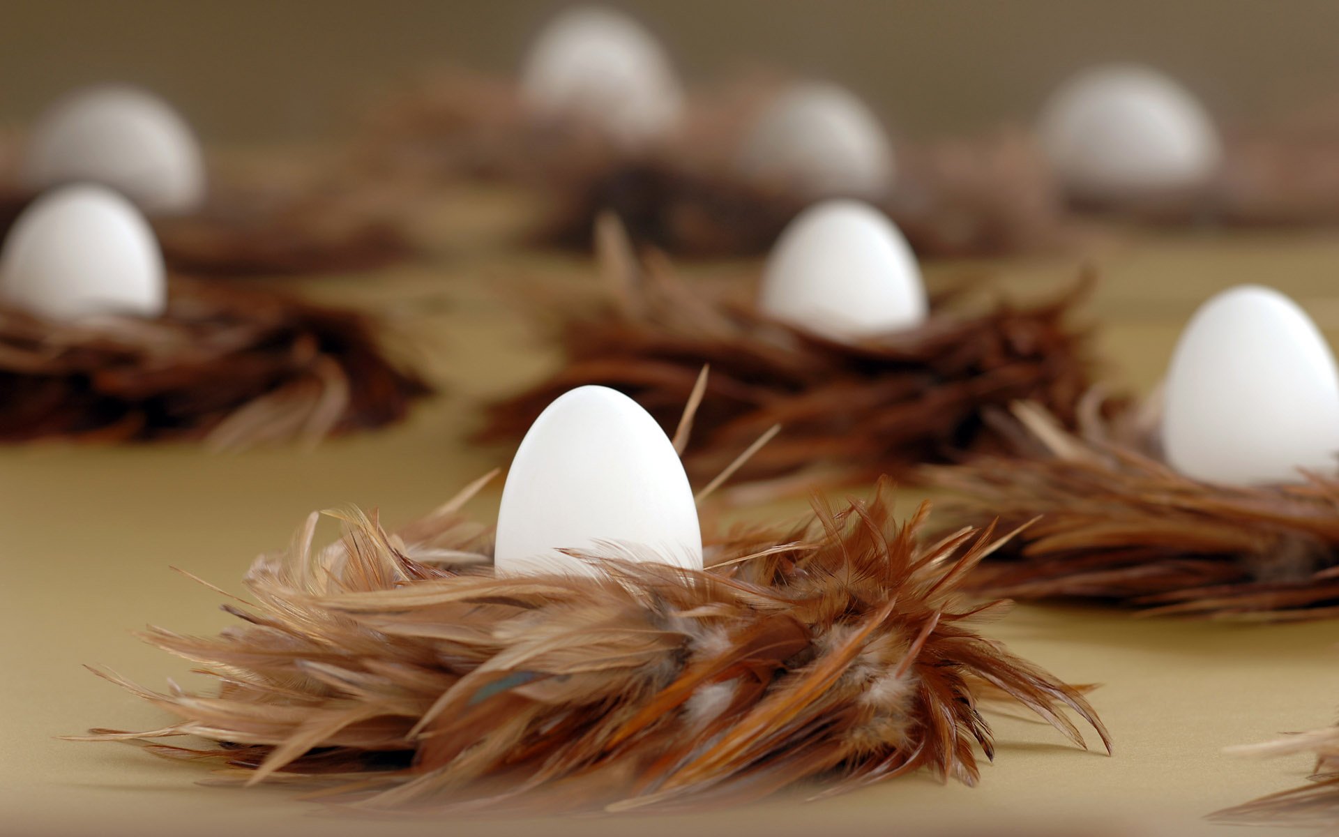 nidos testículos blancos plumas