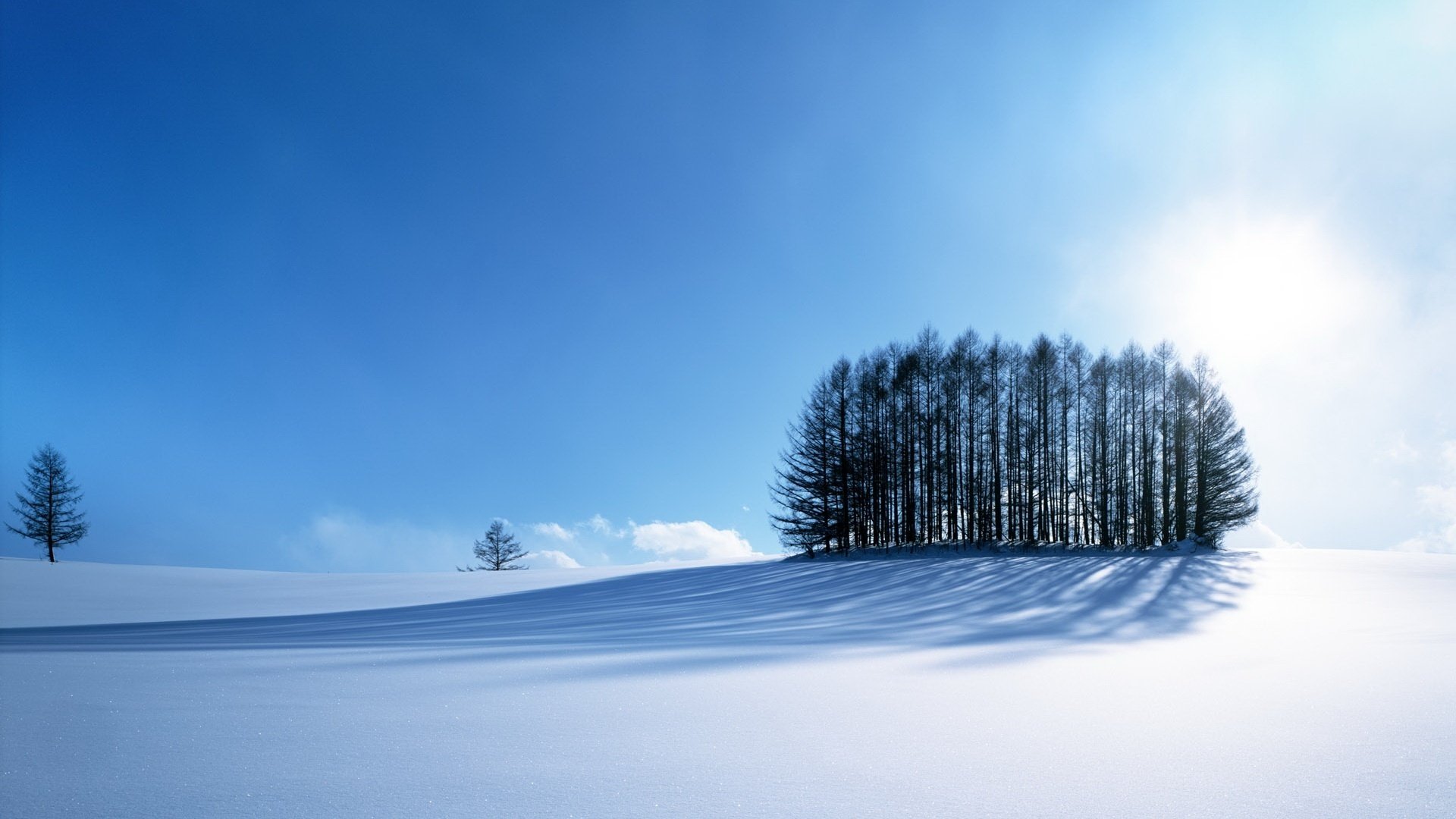 a bunch of trees winter carpet snow the sky winter