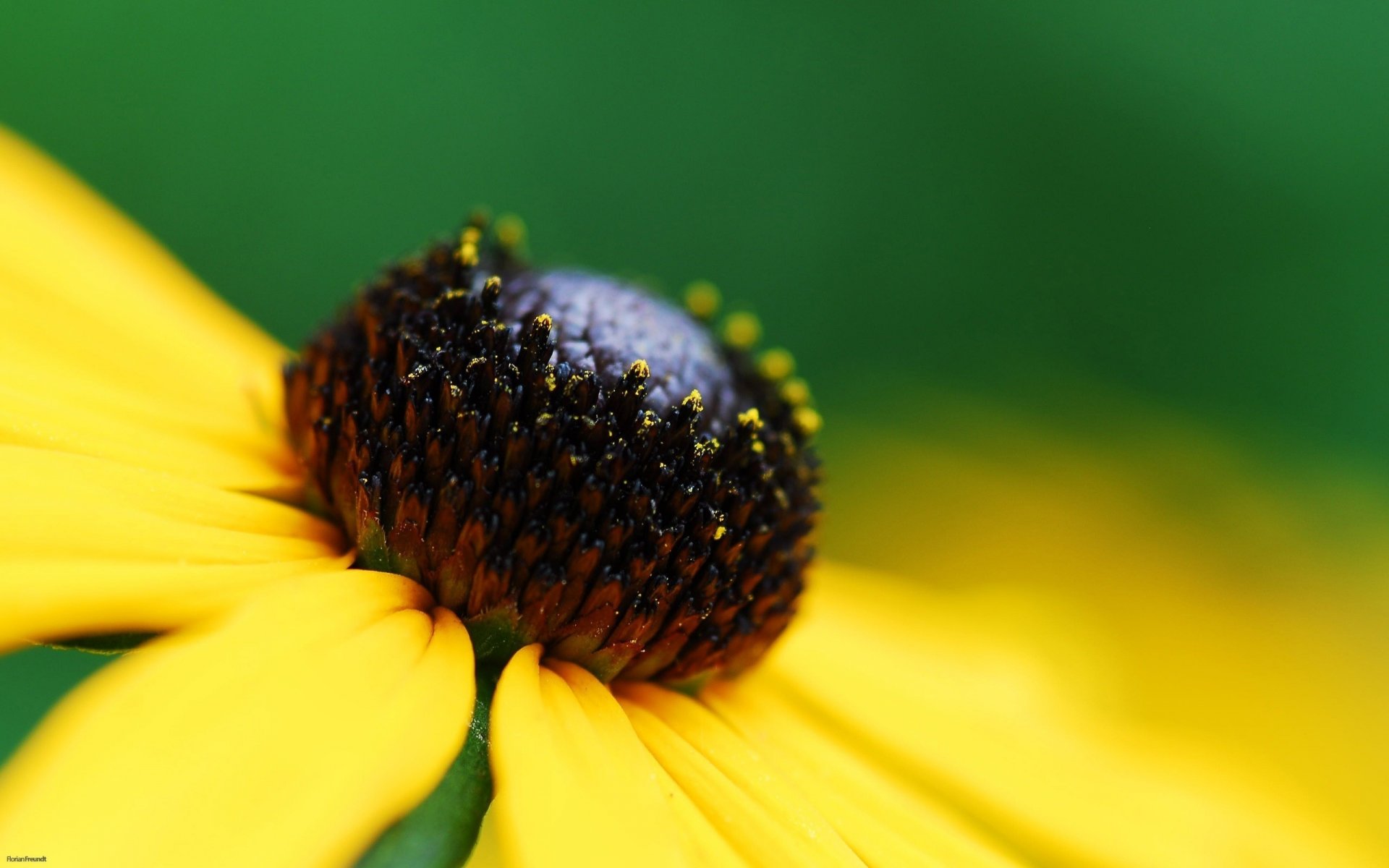 boule noire feuilles jaunes fleurs camomille