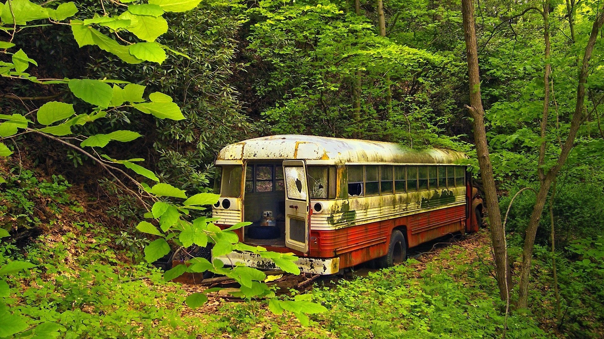 autobus przyroda zarośla las