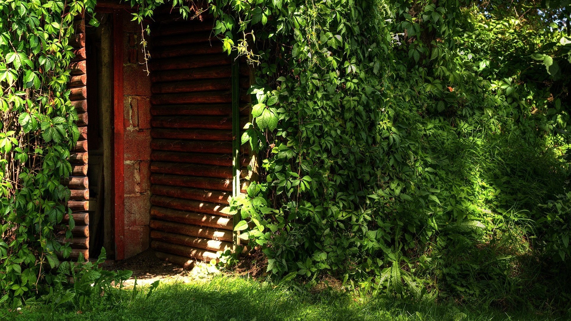 déguisement naturel maison envahie par la végétation vigne sauvage porte verdure feuilles lierre herbe soleil ouverture