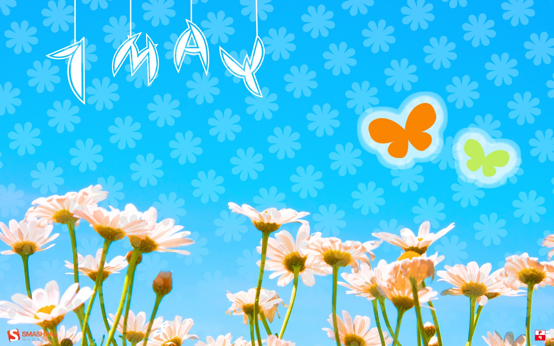 1 may flowers chamomile butterfly holiday mayday tenderness blue background