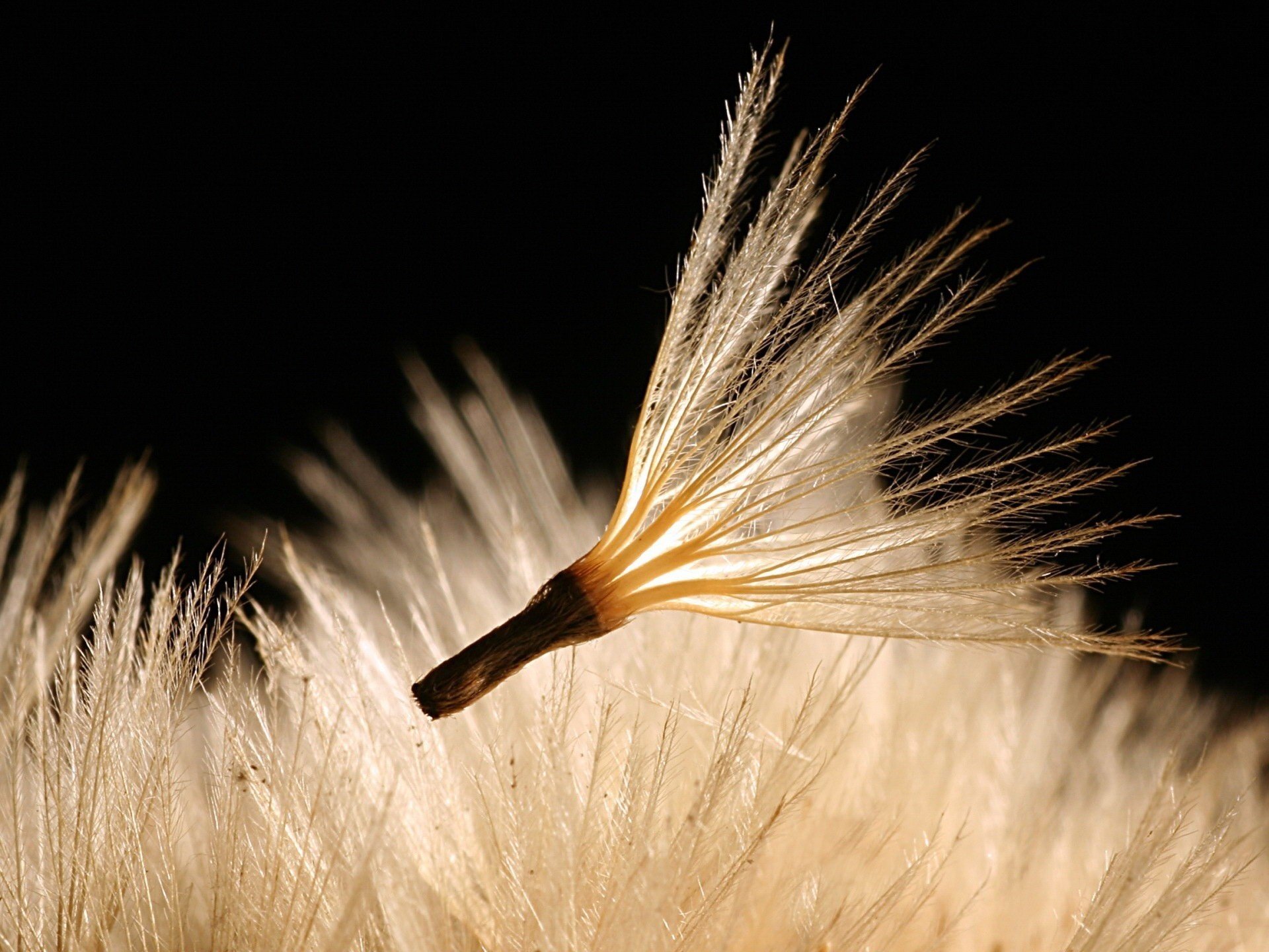 löwenzahn blütenblätter flauschige schöpfung blume luft fliegen löwenzahn schwarzer hintergrund