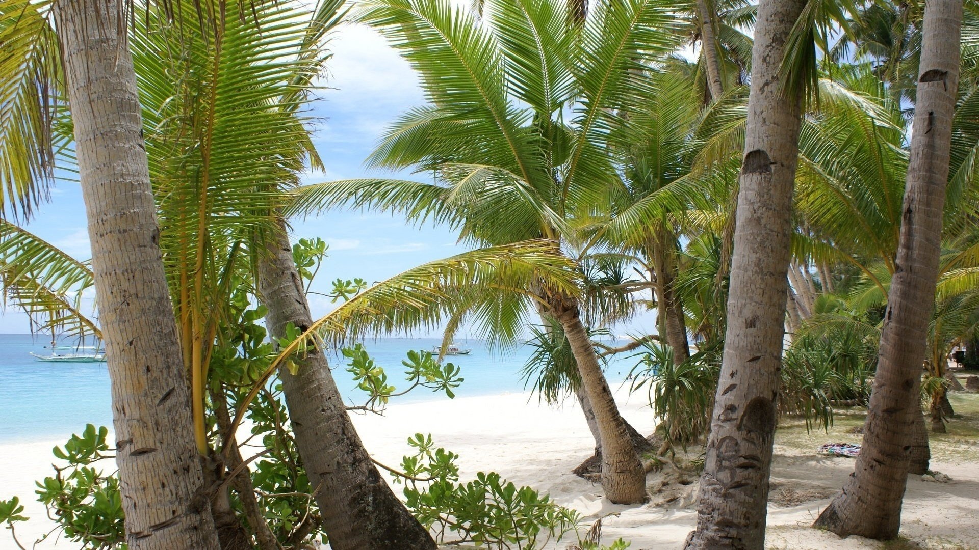 the white sand paradise sea beach trees palma leaves sand shore the sky