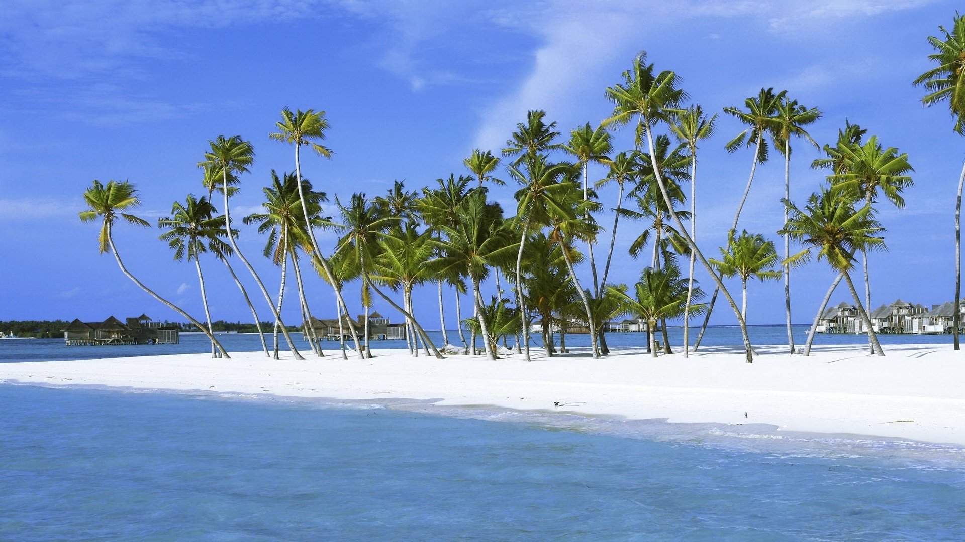 sabbia bianca palme vento spiaggia isola tropici costa surf mare cielo costa estate natura