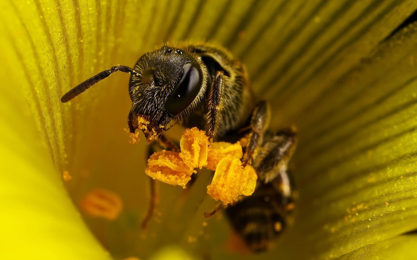 yellow flower bee flowers pollen insects animal