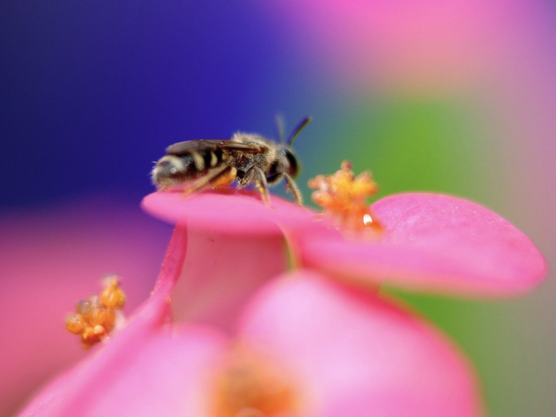 insecte guêpe fleur rose insectes animaux