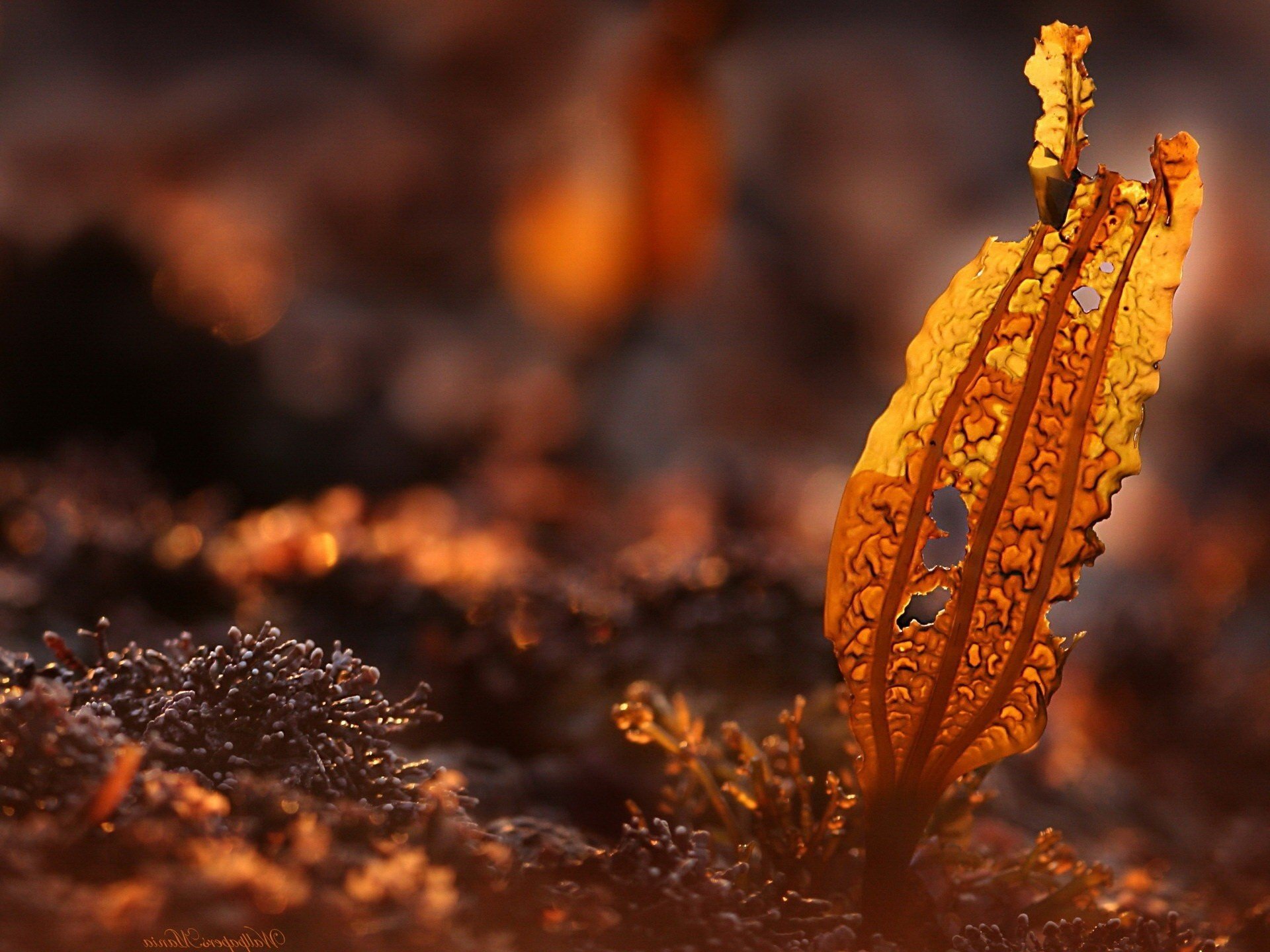 troué herbe grise feuille