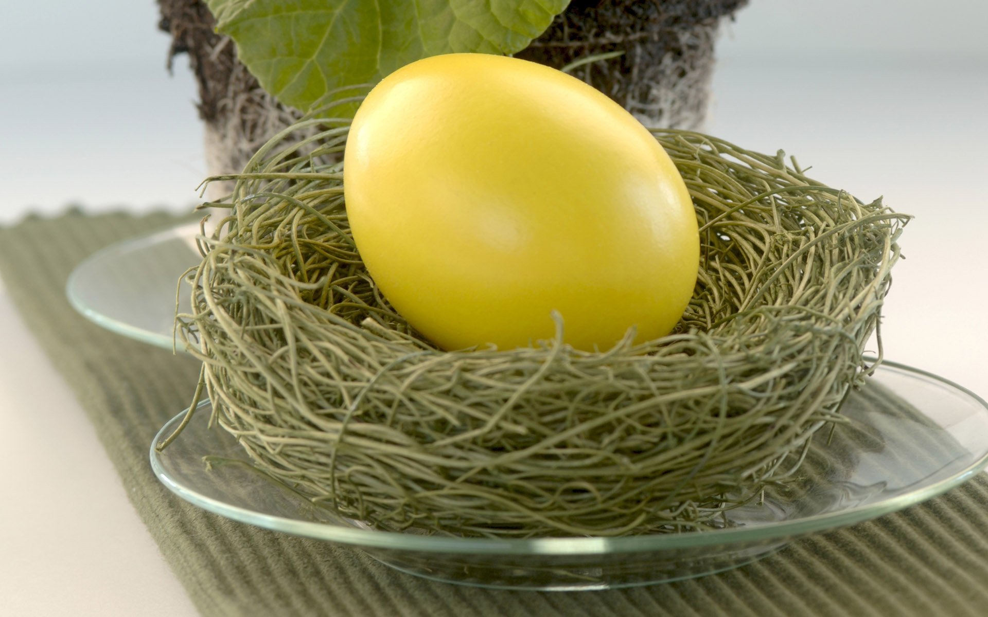 yellow egg nest plate easter