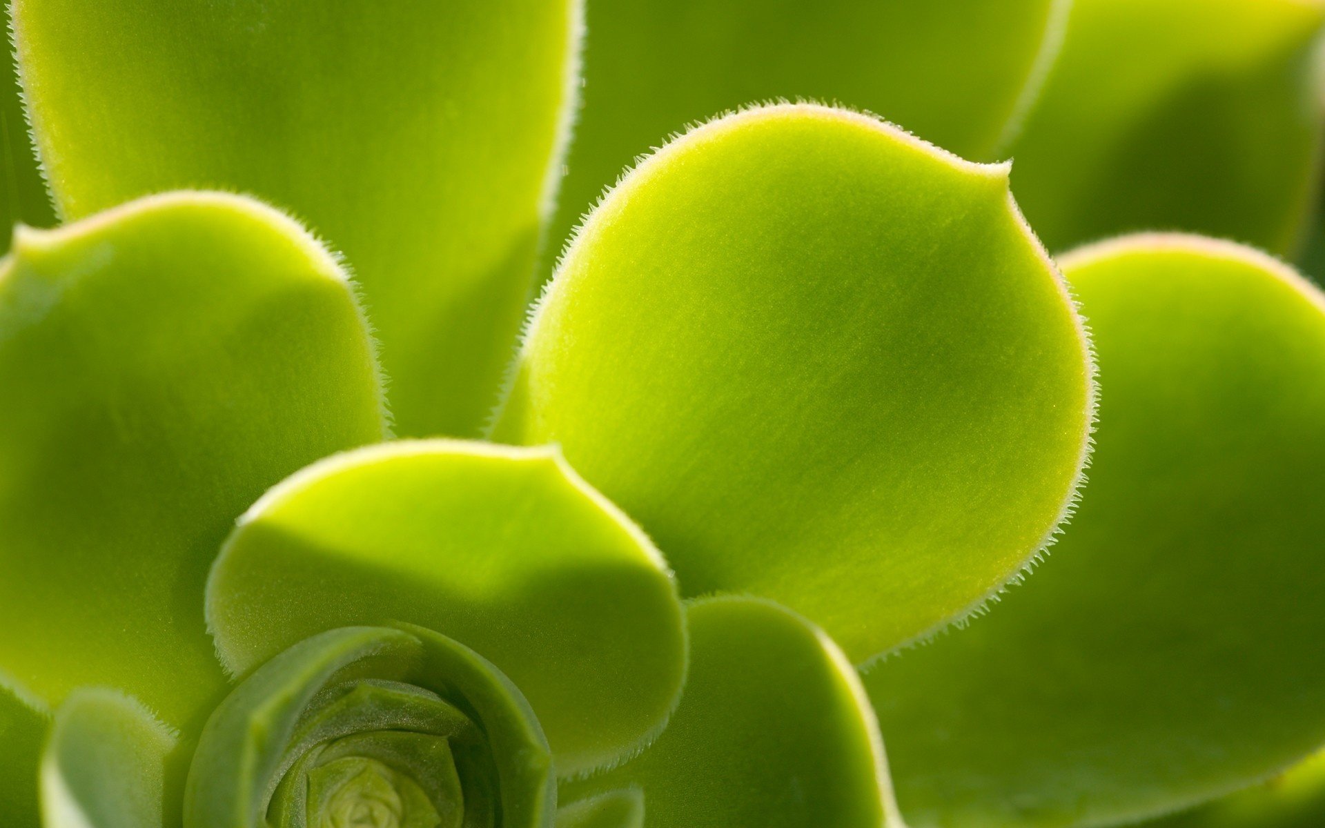 rosa verde planta cactus verde