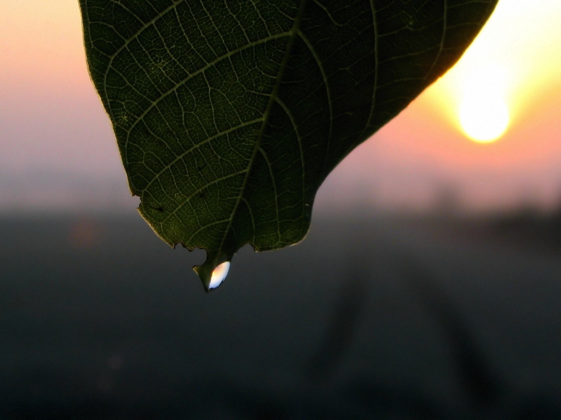 foglia gocciolina tramonto