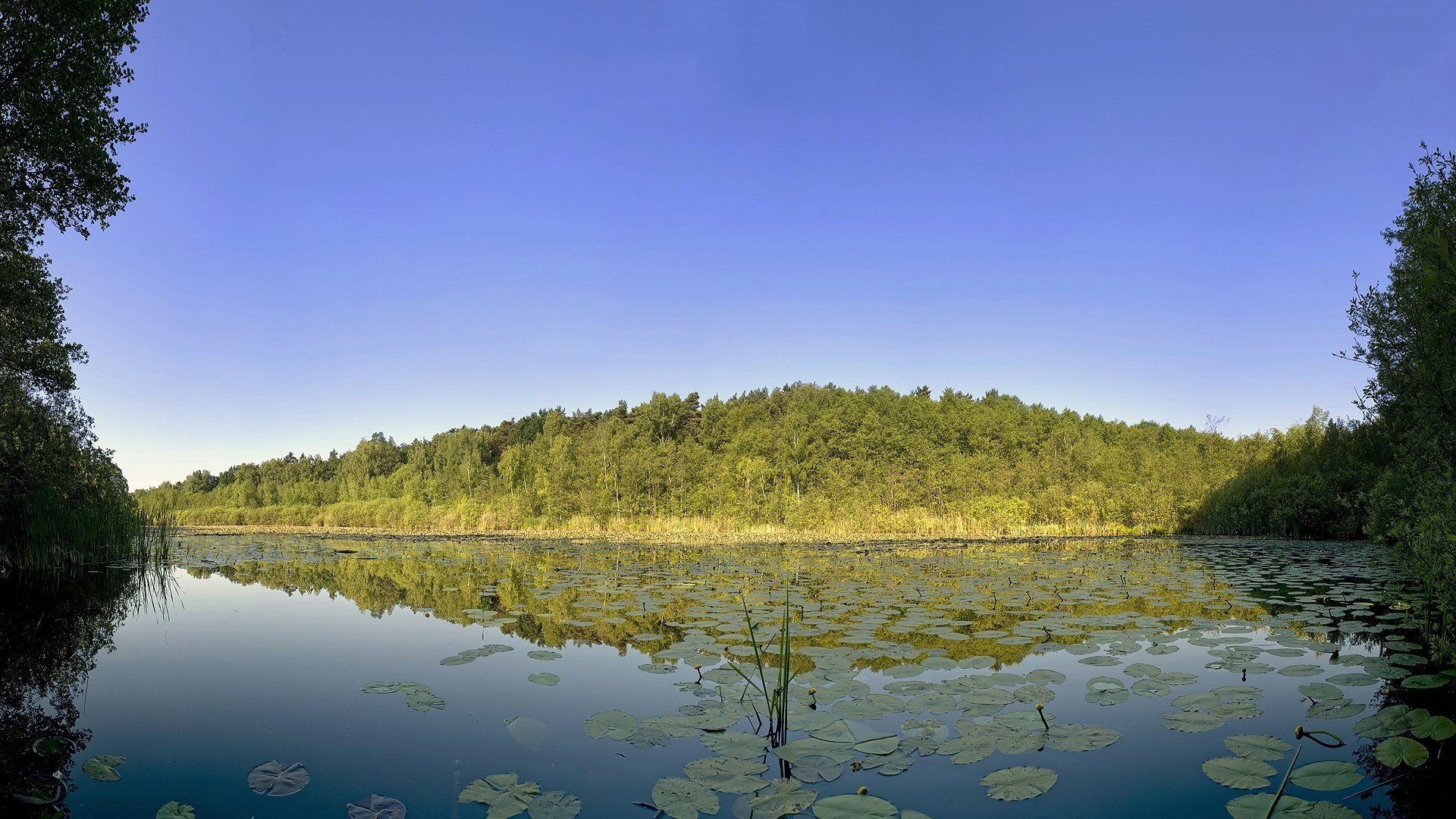 feuilles sur l eau forêt ombre ciel eau forêt