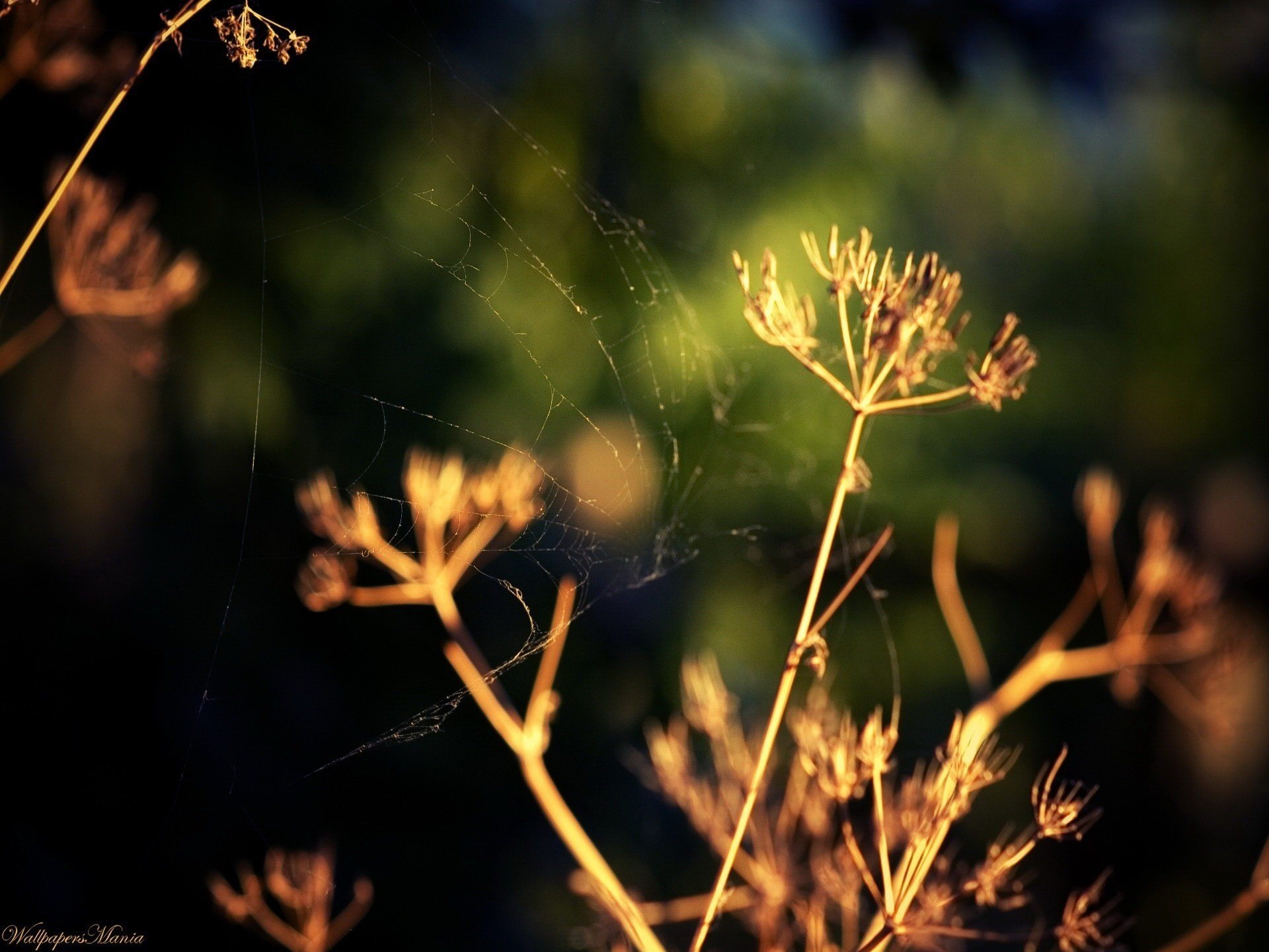 trockenes gras spinnennetz sonne