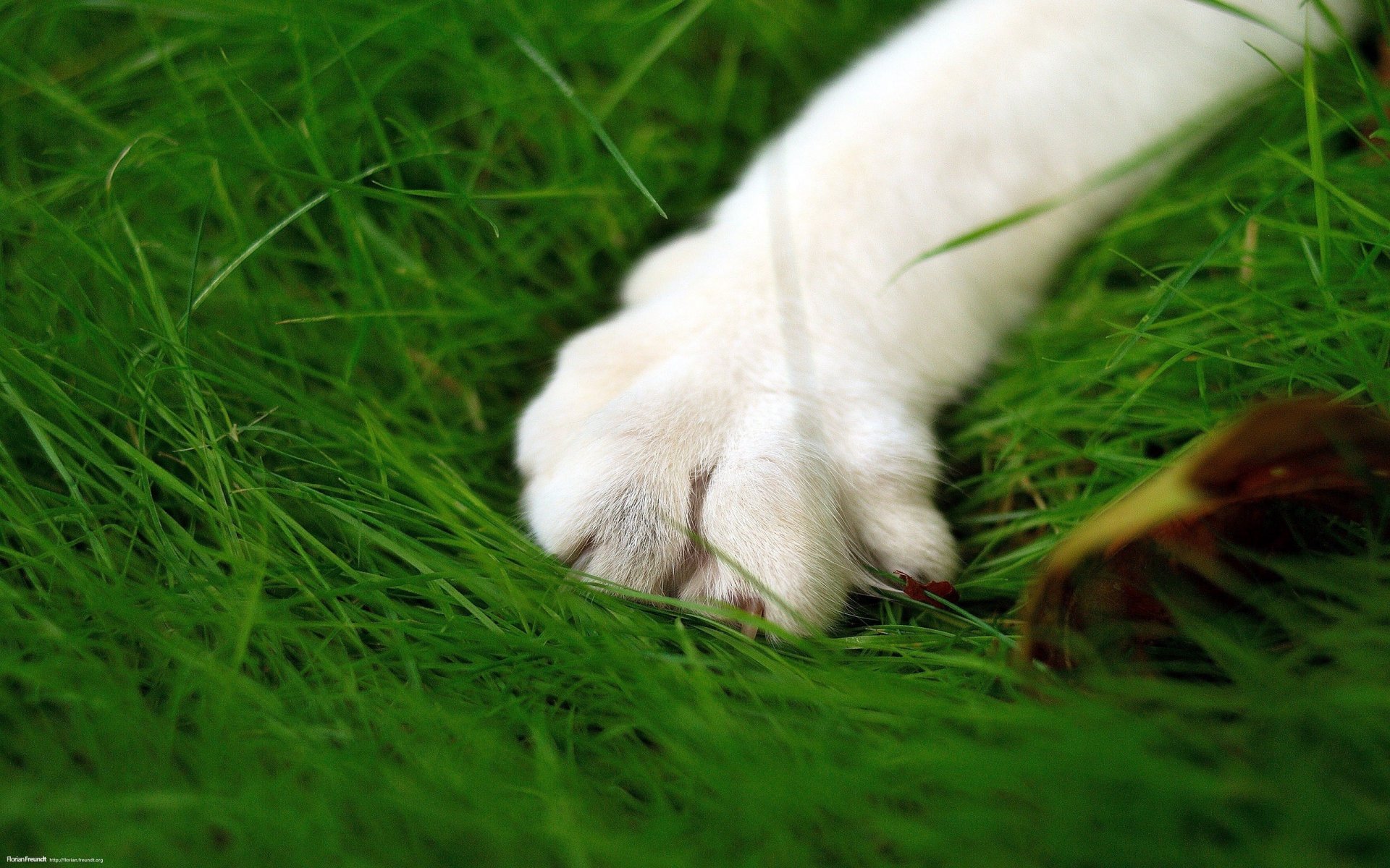 verde hierba pata lana blanca garras gato gato