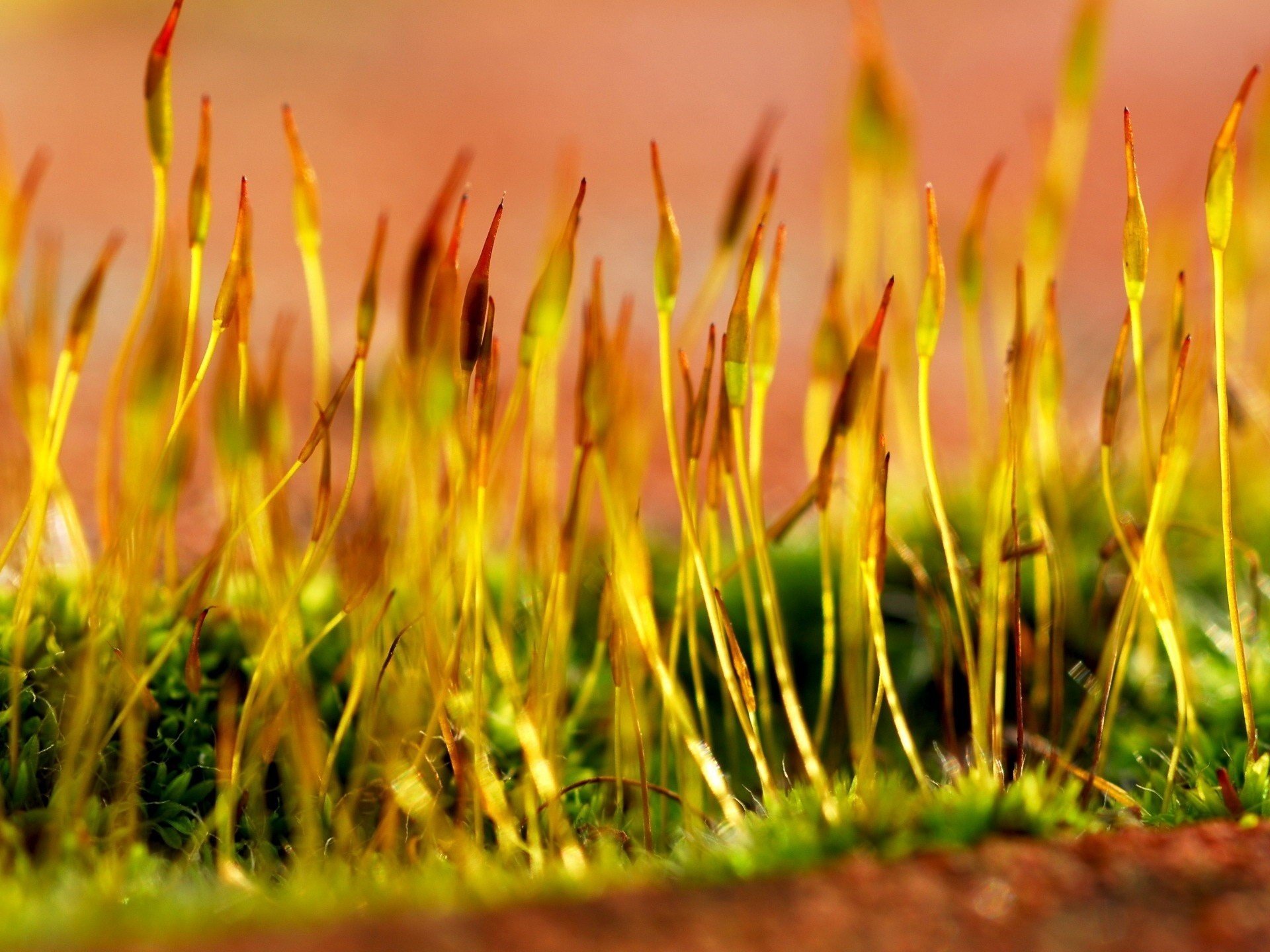 pousse légère brins d herbe lumière du soleil