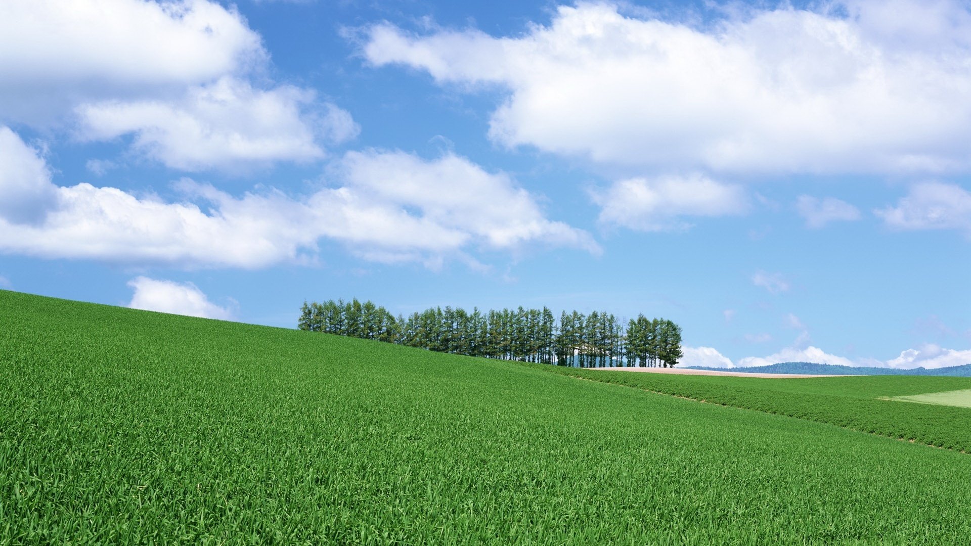 green grass the trees in the distance field the sky green