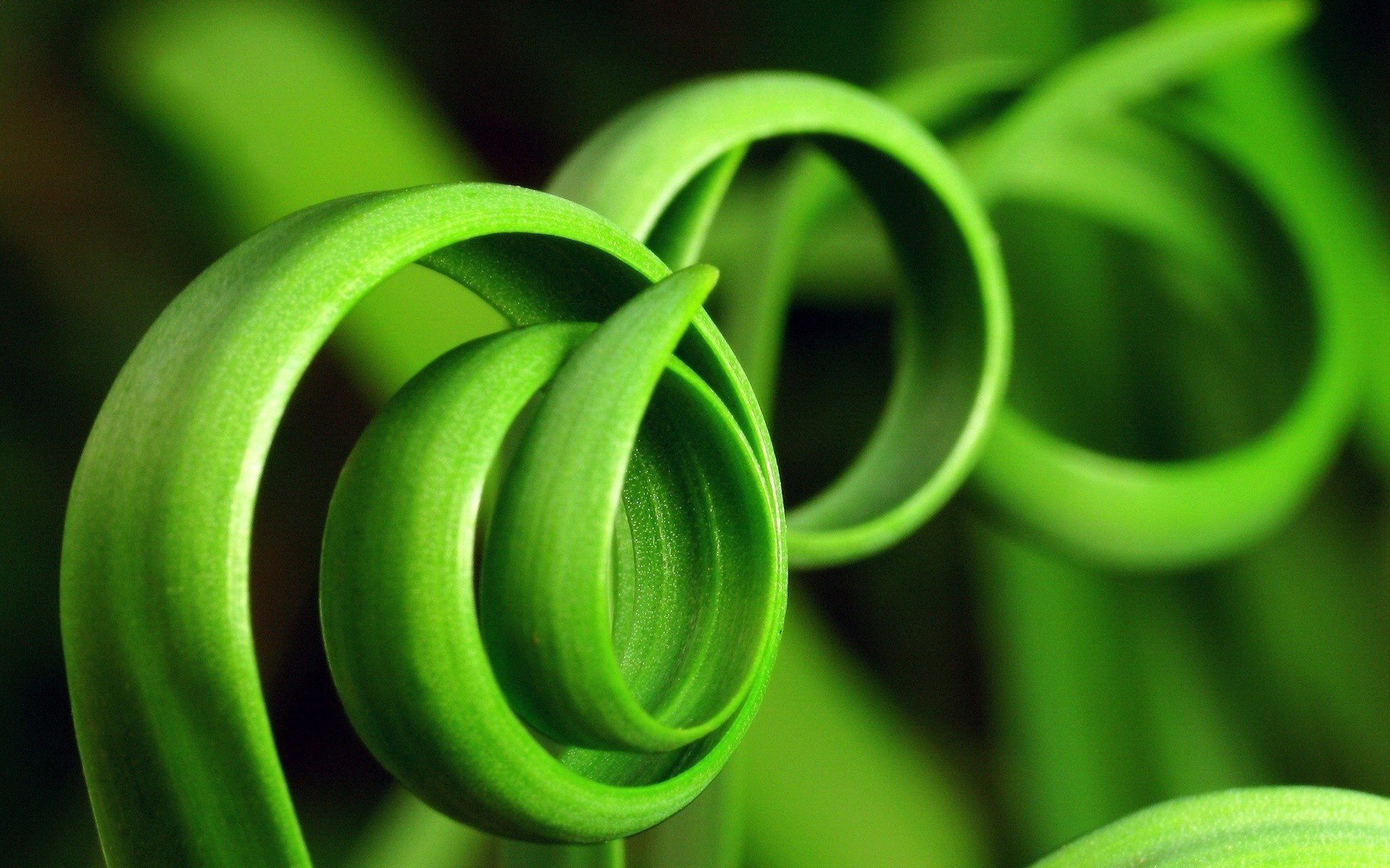 herbe tourbillonnée couleur vive vert verdure